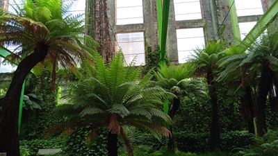 Fuego Verde