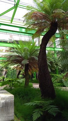 Fuego Verde